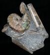 Three Hoploscaphites Ammonites + Baculites #6133-1